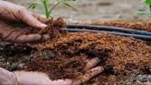    Organic Compost  - 
