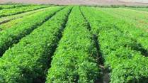 PikiWiki_Israel_15344_Green_spice_crops