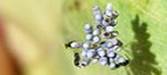  Telenomus cf acrobates,    Chrysopidae,    (Prunus dulcis)
