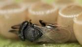 mushi-akashi. Telenomini, Trissolcus sp. ♀ | スタッドイヤリング, 虫, カメムシ