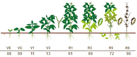 soybean growth stages