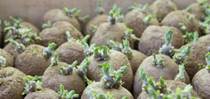 Zapobieganie kiełkowaniu ziemniaków bez chloroprofamu