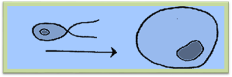 http://900igr.net/datai/biologija/Otdel-vodorosli/0005-003-Obschaja-kharakteristika-vodoroslej.png