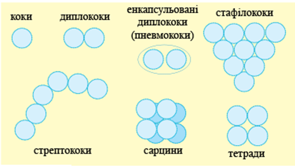 https://upload.wikimedia.org/wikipedia/uk/0/0f/Bacterial_morphology_diagram.svg.png