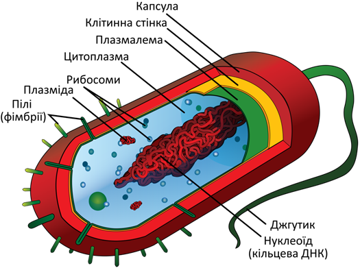 https://upload.wikimedia.org/wikipedia/commons/thumb/c/cf/Average_prokaryote_cell-_uk.svg/2000px-Average_prokaryote_cell-_uk.svg.png