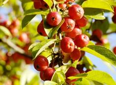 wild_apple_(malus_sylvestris)3