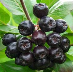 Aronia