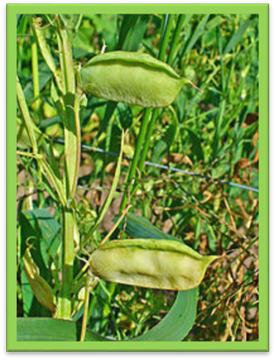 : : https://upload.wikimedia.org/wikipedia/commons/thumb/7/70/Lathyrus_sativus_004.JPG/200px-Lathyrus_sativus_004.JPG