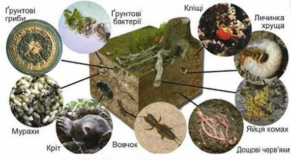 pryroda-5-korshevniuk-146