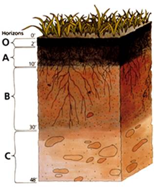 Soil_profile