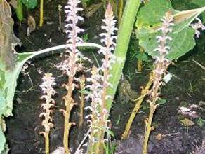 Orobanche_cumana