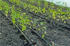 depositphotos_117562780-stock-photo-drip-irrigation-of-pepper-seedlings