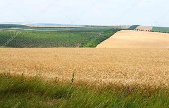 depositphotos_62274985-stock-photo-agricultural-landscape-wheatfield-and-gardens