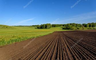 depositphotos_112418824-stock-photo-field-meadow-furrow-birch-rural