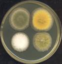 https://upload.wikimedia.org/wikipedia/commons/thumb/5/51/Four_3-day_old_Aspergillus_colonies_on_a_Petri_dish.png/220px-Four_3-day_old_Aspergillus_colonies_on_a_Petri_dish.png