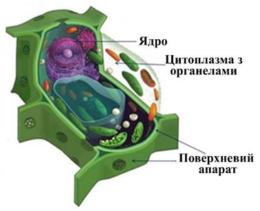 v:shapes="_x0020_58"