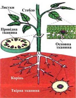v:shapes="_x0020_22"