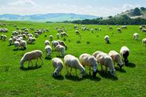 : sheep_grasslands_chifeng