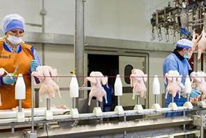 Boning-chicken-on-the-conveyor