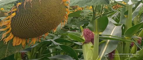 https://superagronom.com/media/materials/o-o-w/00/00/626/son-kuk-34729.jpg