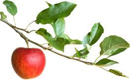 depositphotos_6898620-stock-photo-apple-on-a-branch-topaz-enhance
