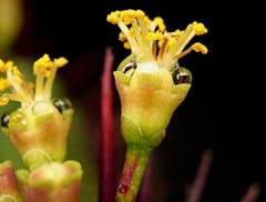 Euphorbia_enopla5_ies