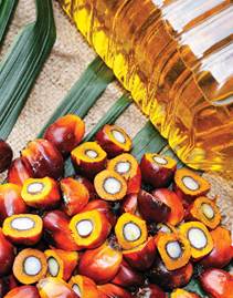 palm-oil