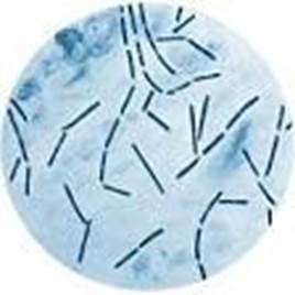 : : : : : : : : : : : : : : : : : : : : : 16.7. C. septicum 