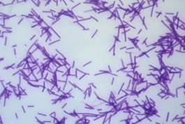 : : : : : : : : : : : : : : : : : : : : : 16.9. Clostridium tetani
