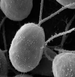 : : : : : : : : : : : : : : : : : : : : : 16.37.Chlamydophila abortus 