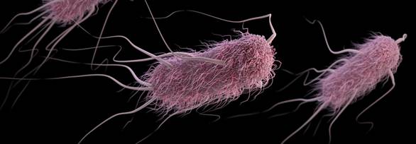 : : : : : : : : : : : : : 17.1.Escherichia coli