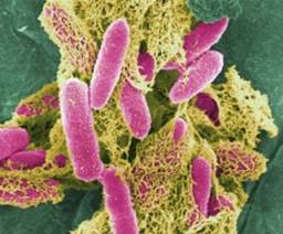: : : : : : : : : : : : : 17.16. lostridium perfringens