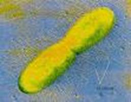 : : : : : : : : : : 18.18. Bacteroides nodosus 