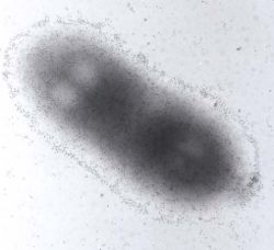: : : : : : : : 20.1. Pseudomonas mallei 