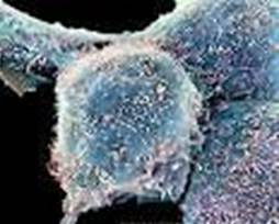 : : : : : : : : 20.12.   Herpesviridae