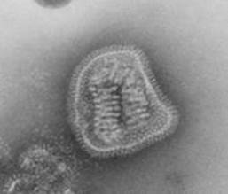 : : : : : : : : 20.15. ³  Orthomixoviridae