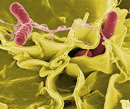 : : : : : : : : 21.1. Salmonella gallinarum-pullorum 