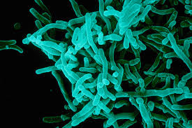 : : : : : : : : 22.30. Bordetella bronchiseptica