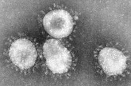 : : : : : : : : 22.12. Canine Coronavirus