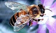 : https://upload.wikimedia.org/wikipedia/commons/thumb/5/51/Apis_mellifera_bi.jpg/250px-Apis_mellifera_bi.jpg