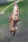 : https://upload.wikimedia.org/wikipedia/commons/thumb/7/73/Chrysalis5504.jpg/200px-Chrysalis5504.jpg