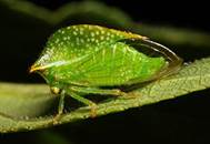 : Ceresa taurina