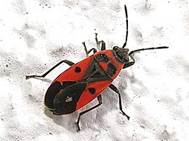 : -  (Melanocoryphus albomaculatus (Goeze, 1778)