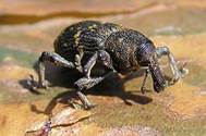 :  Hylobius abietis