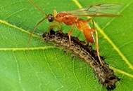 :  Aleiodes indiscretus     