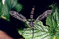: Cranefly.1web.jpg
