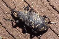 : : : : : Hylobius-abietis4_1 (1)