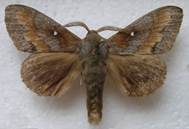 : : : : : Dendrolimus-pini3_1