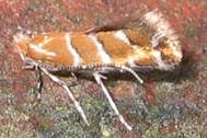 : : : : : :Cameraria ohridella 8419.jpg
