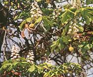: : : : : 200px-Aesculus_hippocastanum14